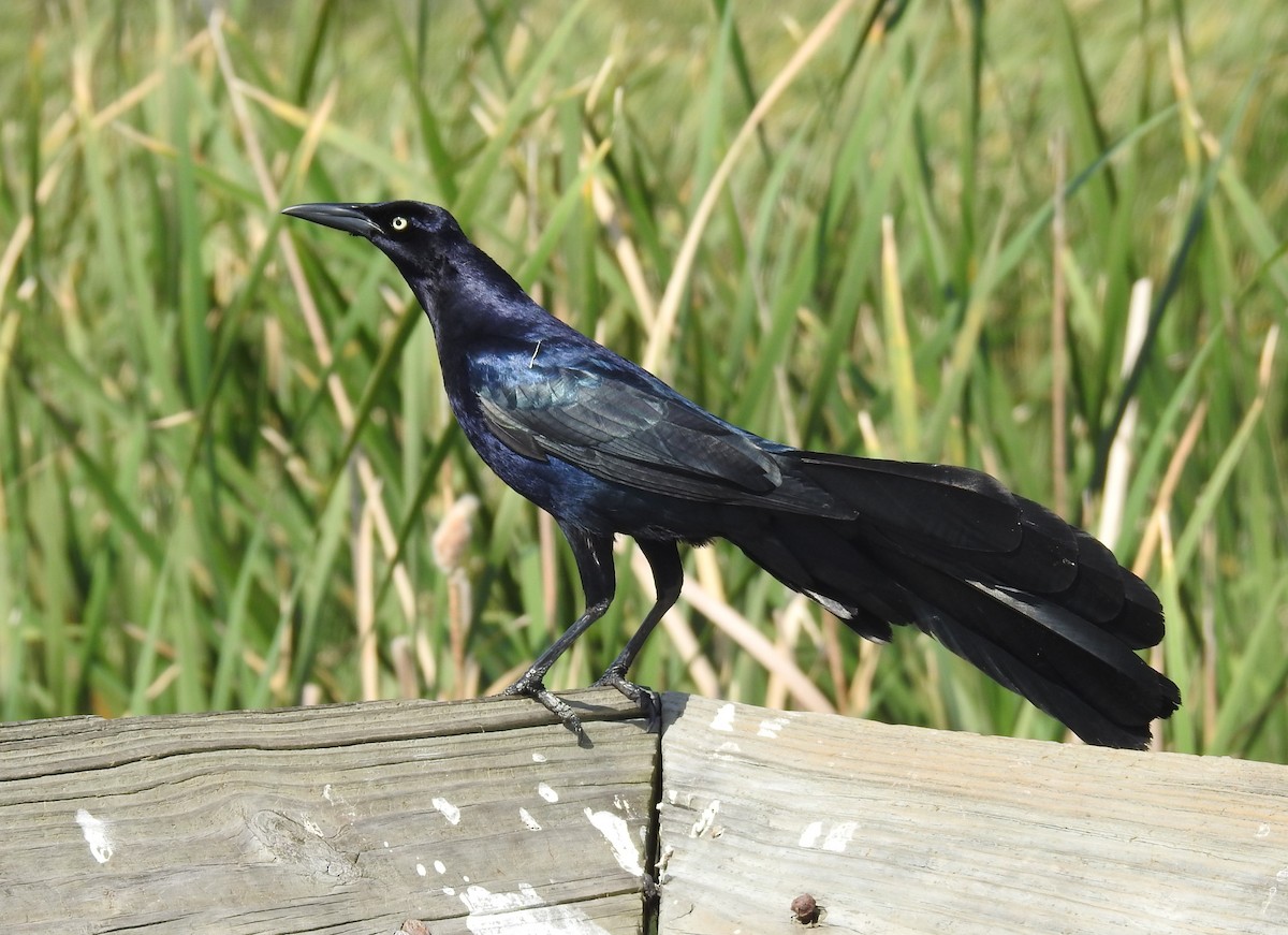 Great-tailed Grackle - Mary Muchowski