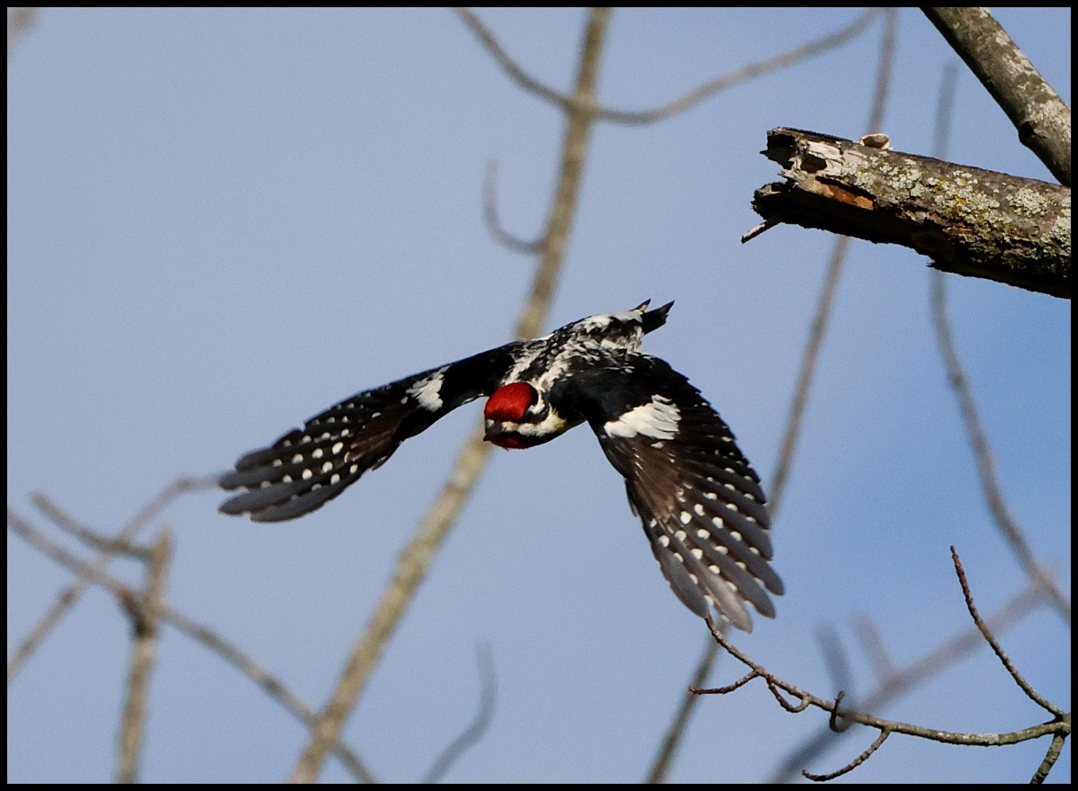 Yellow-bellied Sapsucker - Tom Pavlik