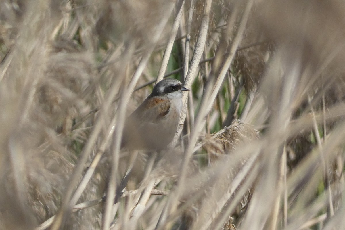 Eurasian Penduline-Tit - ML618833099