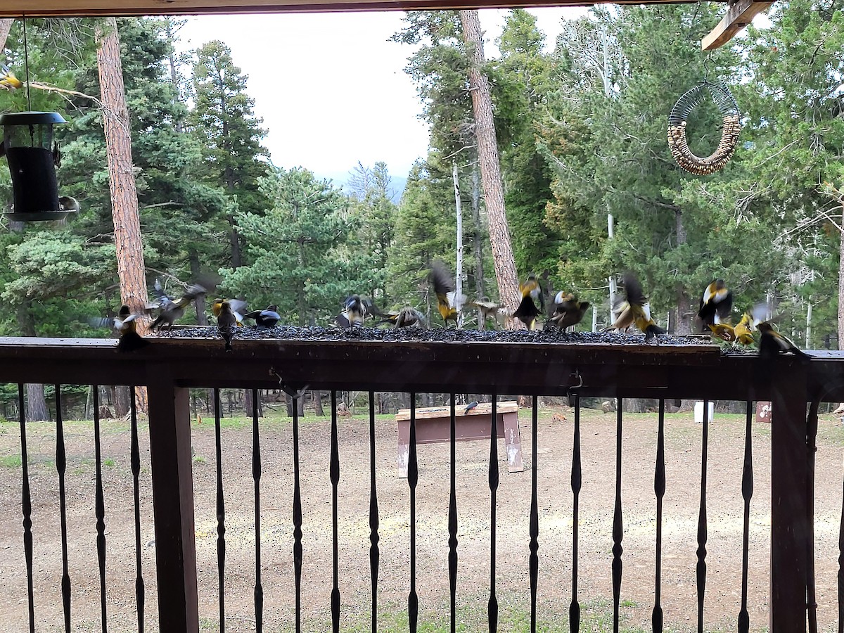 Evening Grosbeak - Bob Elsinger