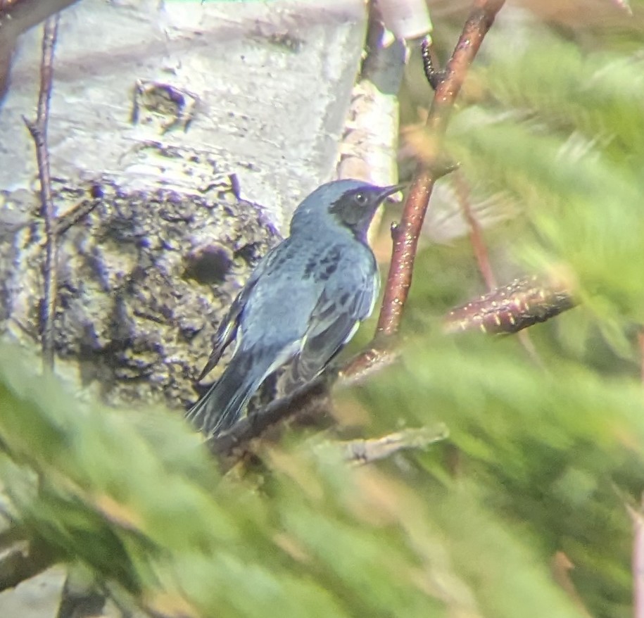 Black-throated Blue Warbler - ML618833101