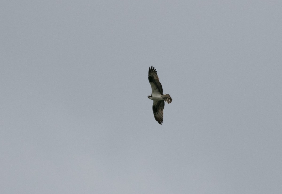 Osprey - Mike Fialkovich