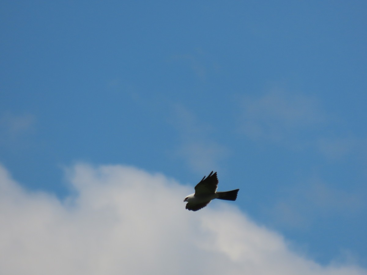 Mississippi Kite - ML618833105