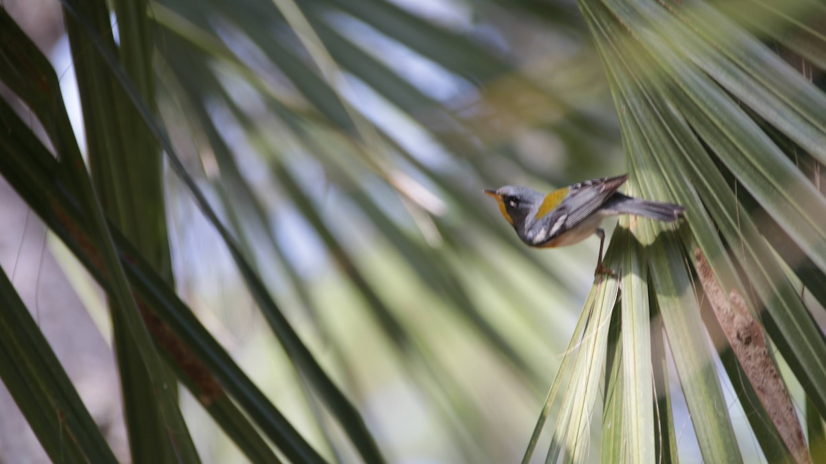 Northern Parula - Brynn Fricke