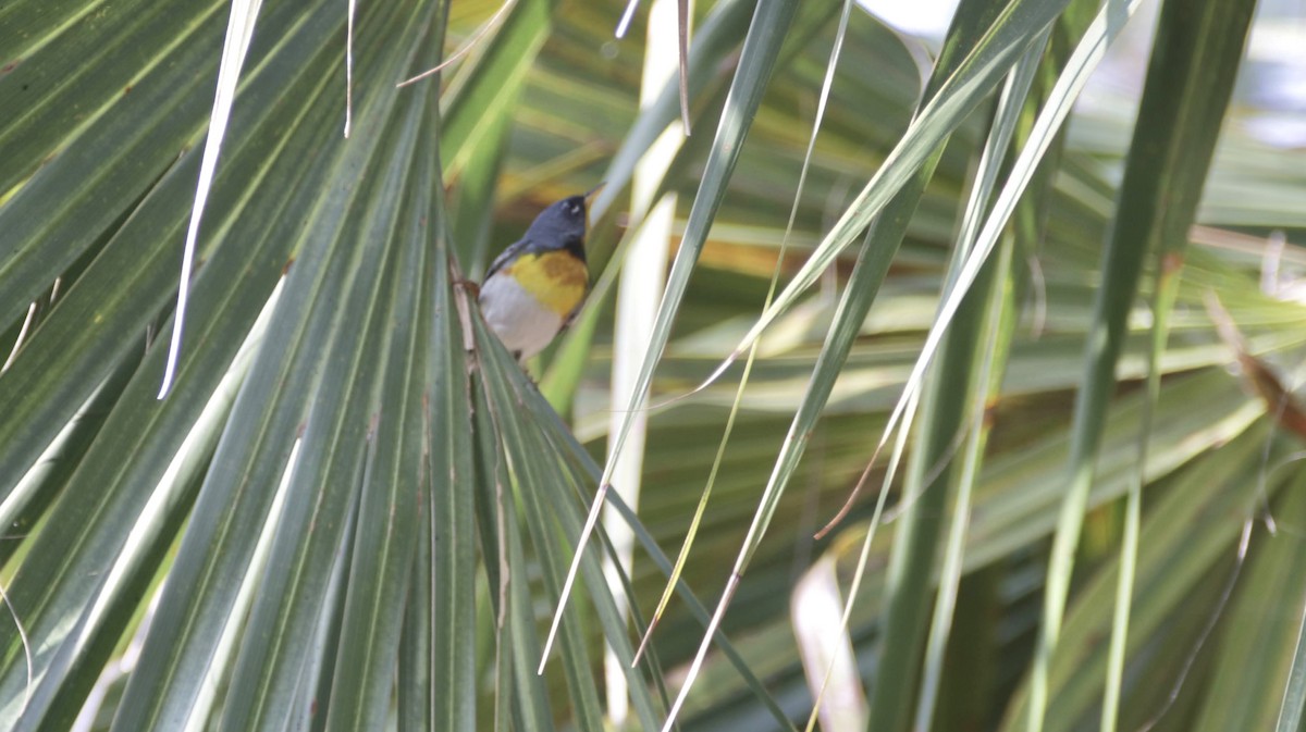 Northern Parula - Brynn Fricke