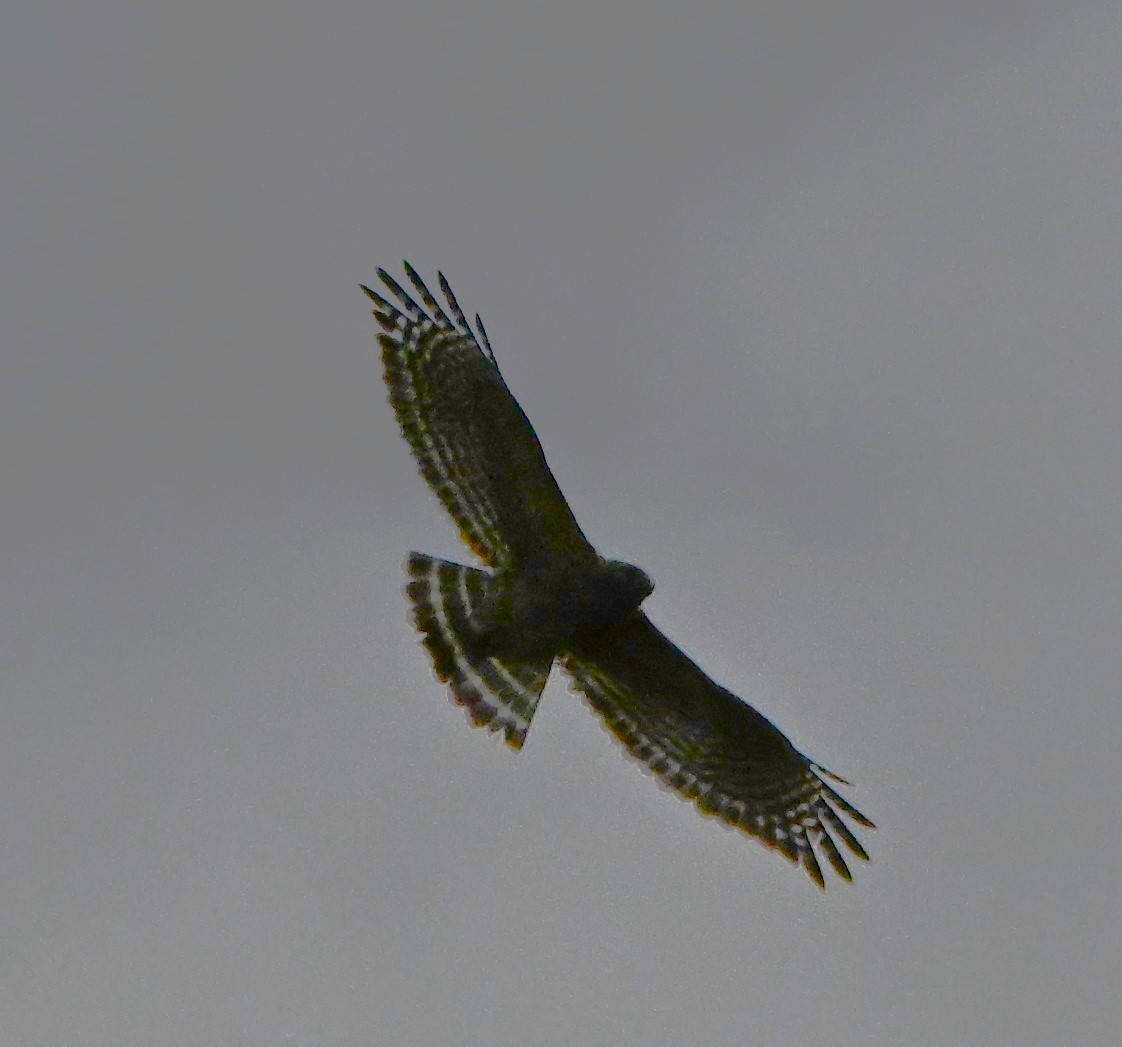 Red-shouldered Hawk - DAVID VIERLING