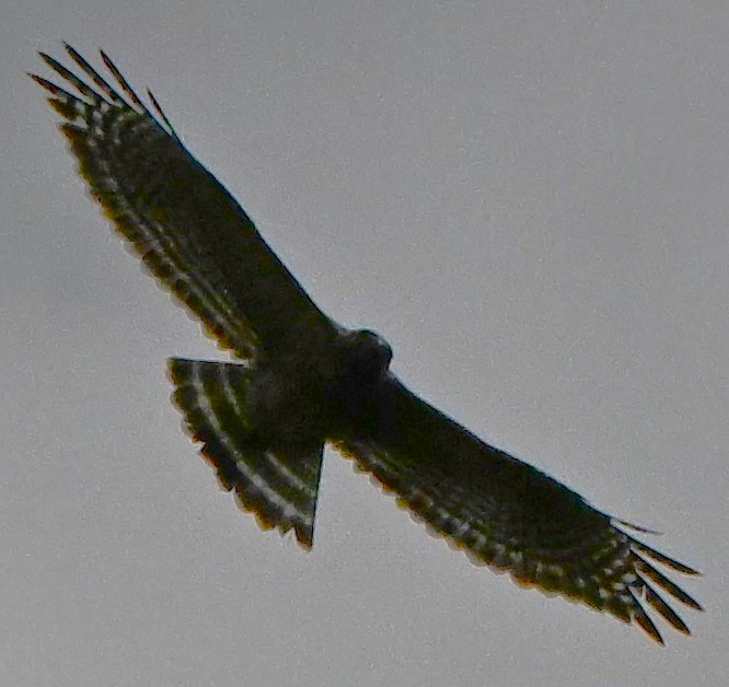 Red-shouldered Hawk - DAVID VIERLING