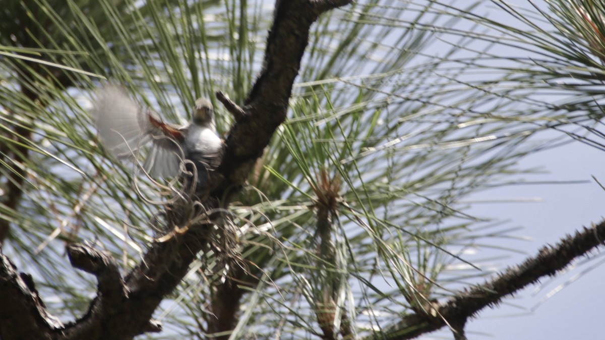 Northern Parula - Brynn Fricke