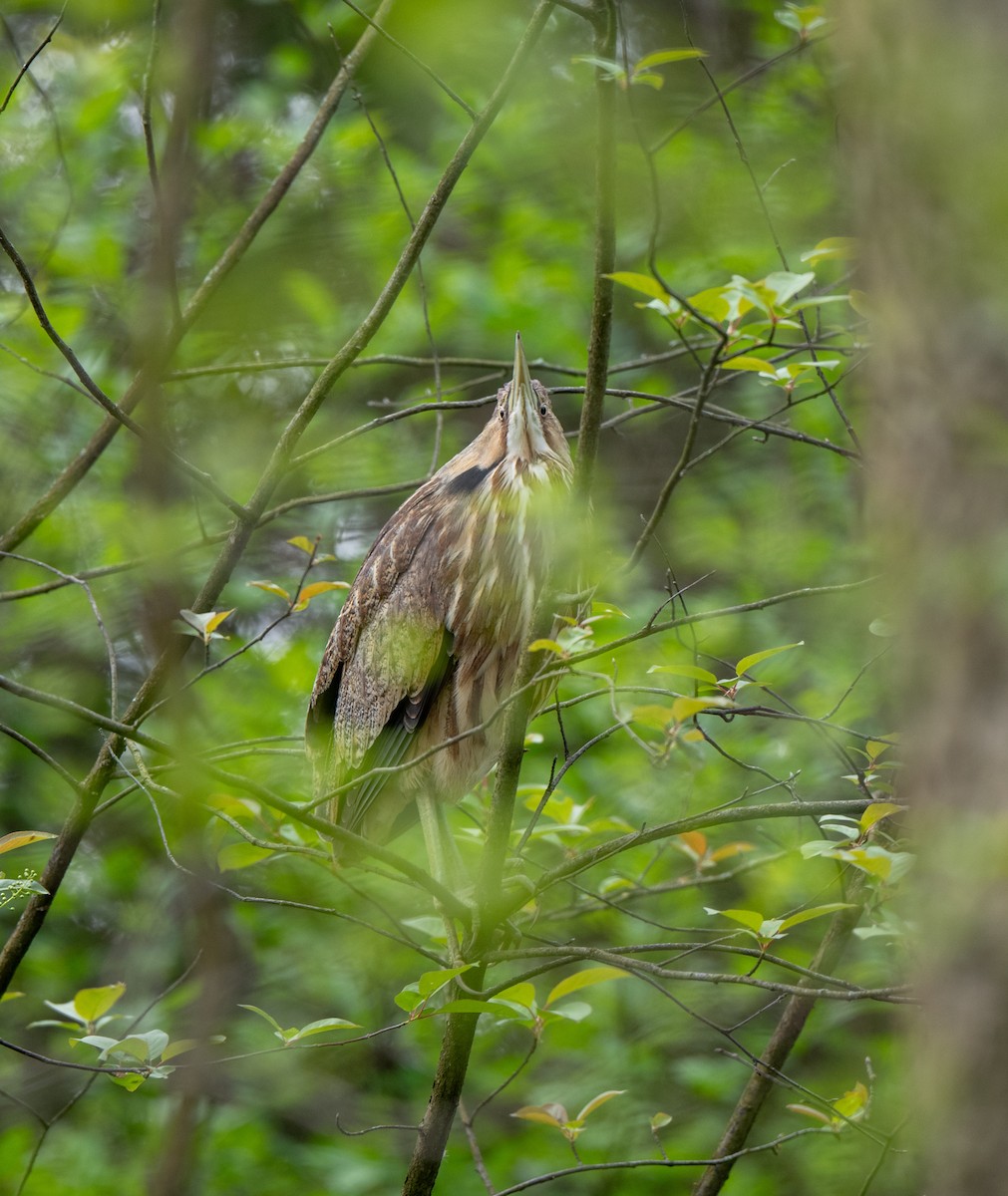 American Bittern - Marilyn White