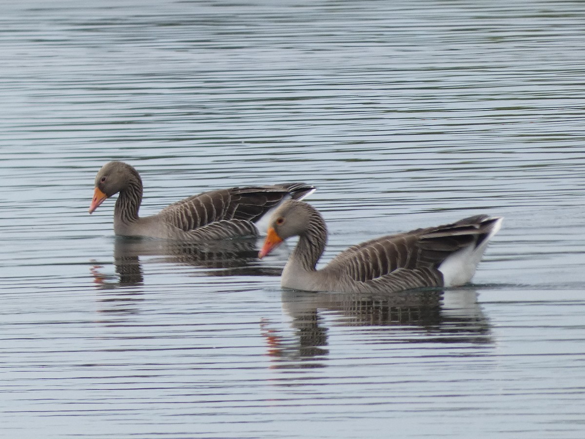 Graylag Goose - Mike Tuer