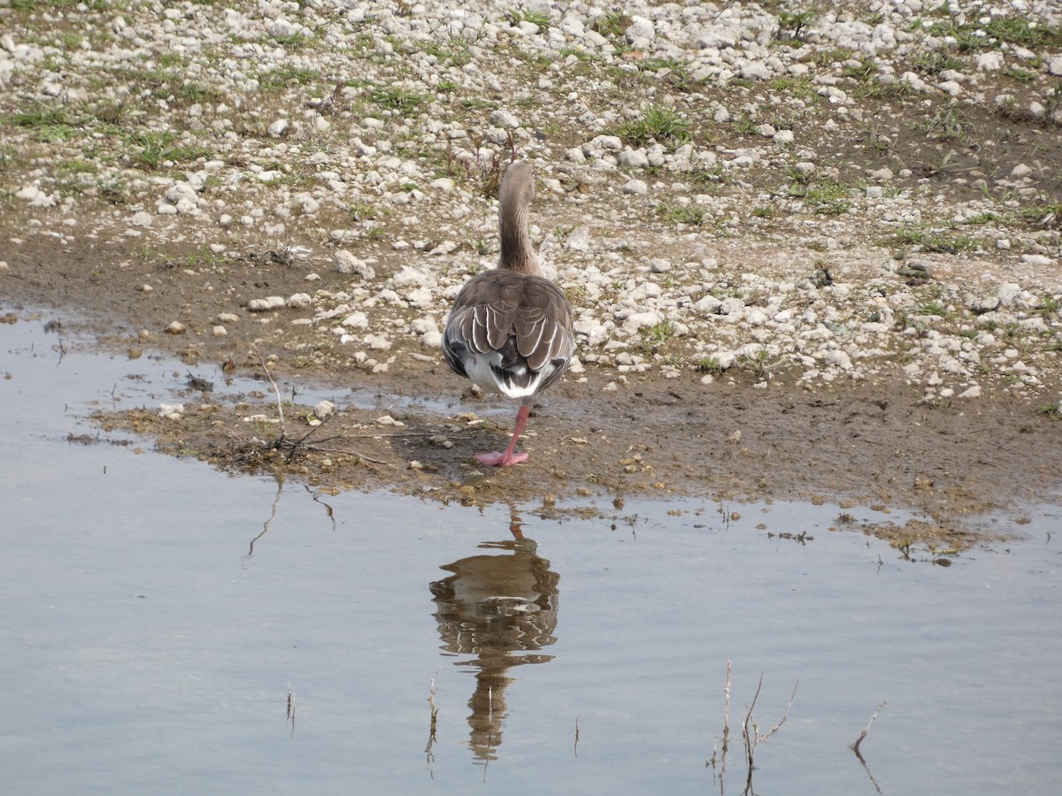 Graylag Goose - Mike Tuer