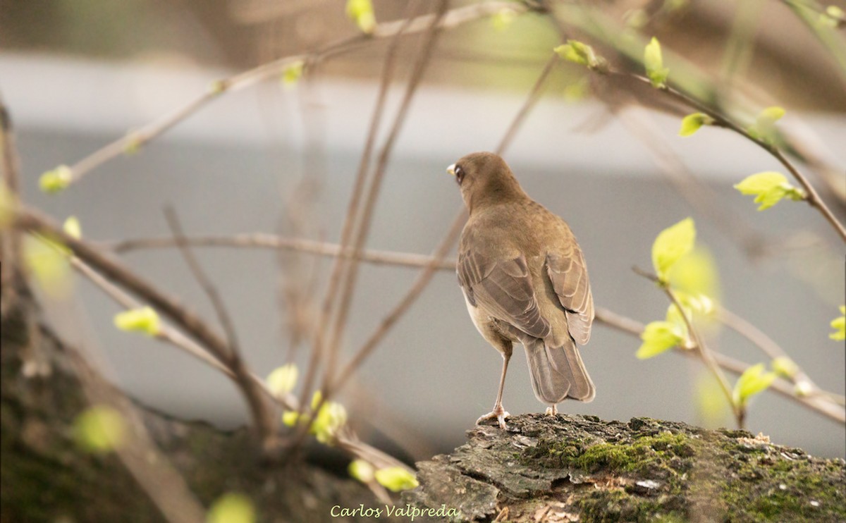 Creamy-bellied Thrush - Carlos Valpreda