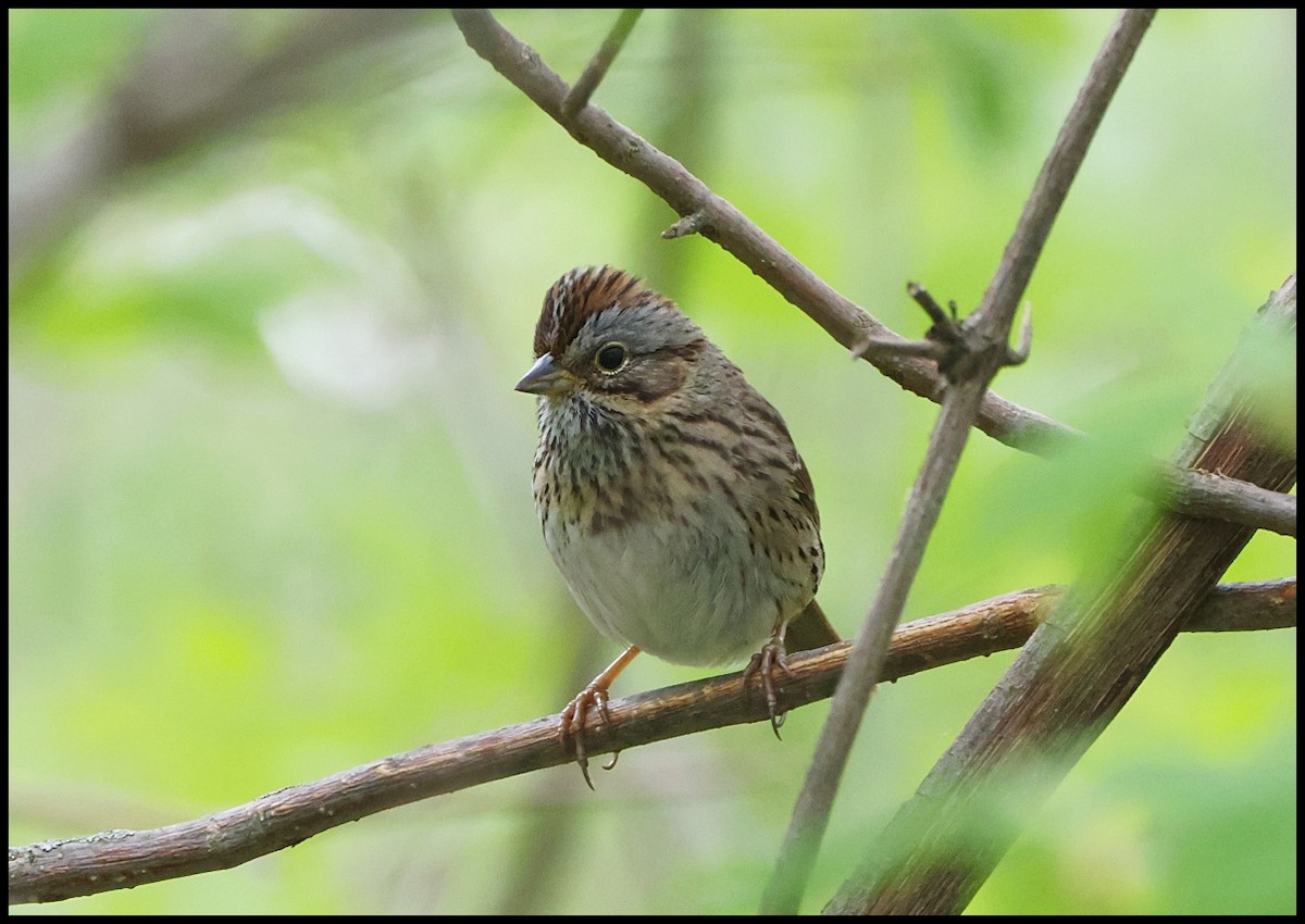 Lincoln's Sparrow - Tom Pavlik