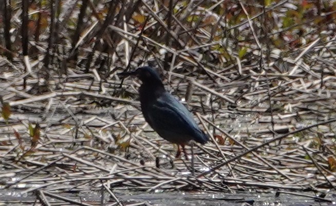 Green Heron - Peter Reisfeld