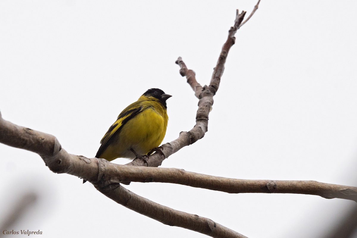 Hooded Siskin - Carlos Valpreda