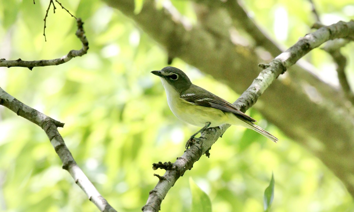 Blue-headed Vireo - ML618833171