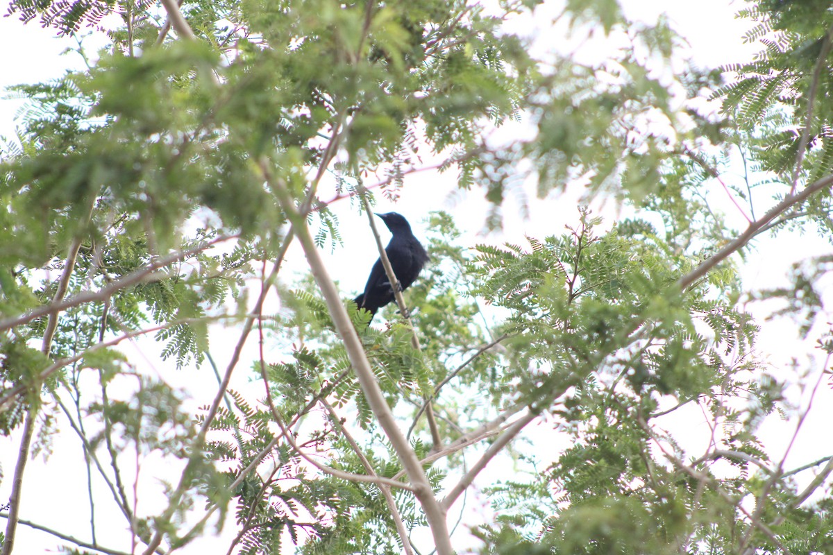 Melodious Blackbird - Jahaira Esquivel