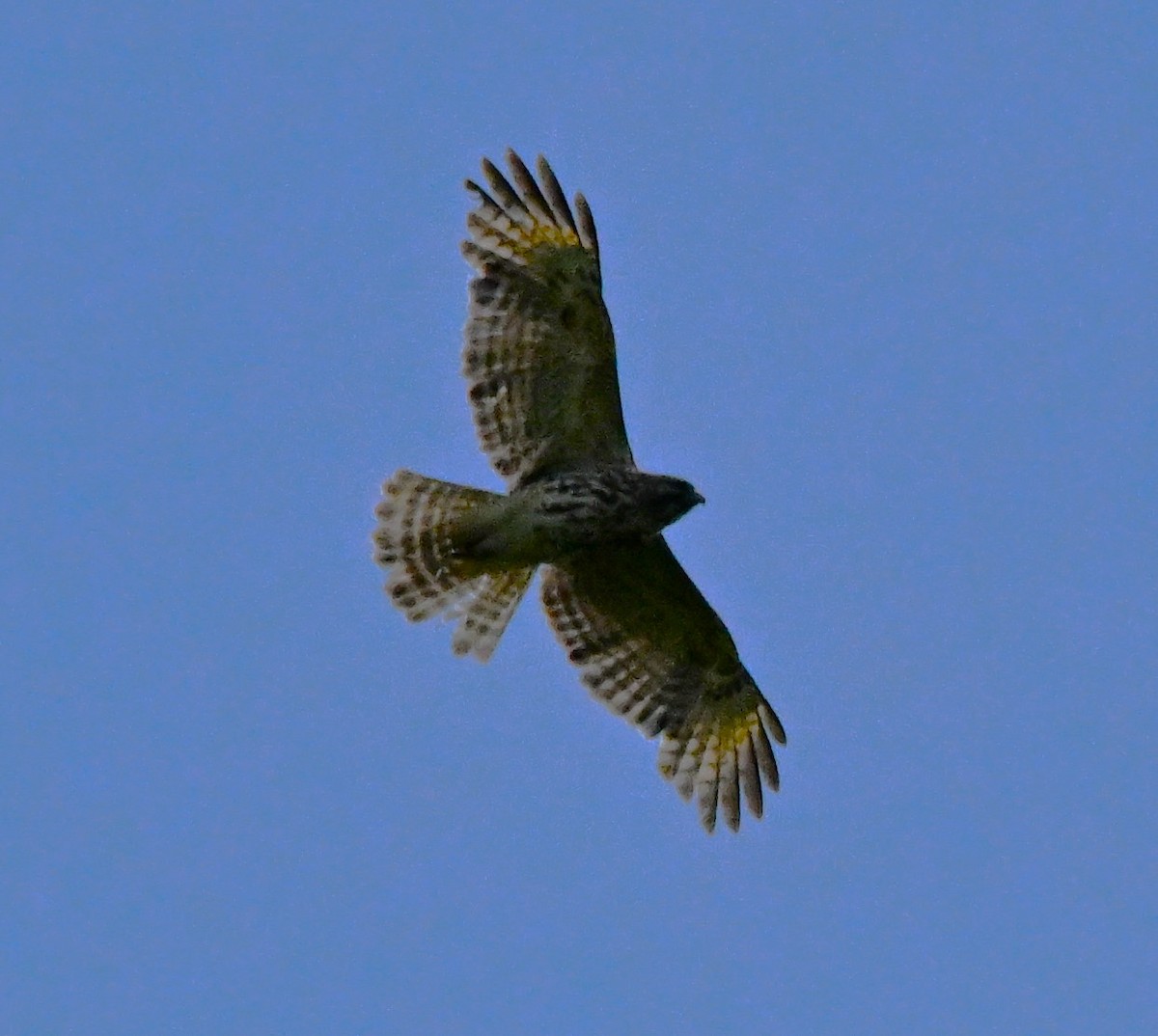 Red-tailed Hawk - DAVID VIERLING