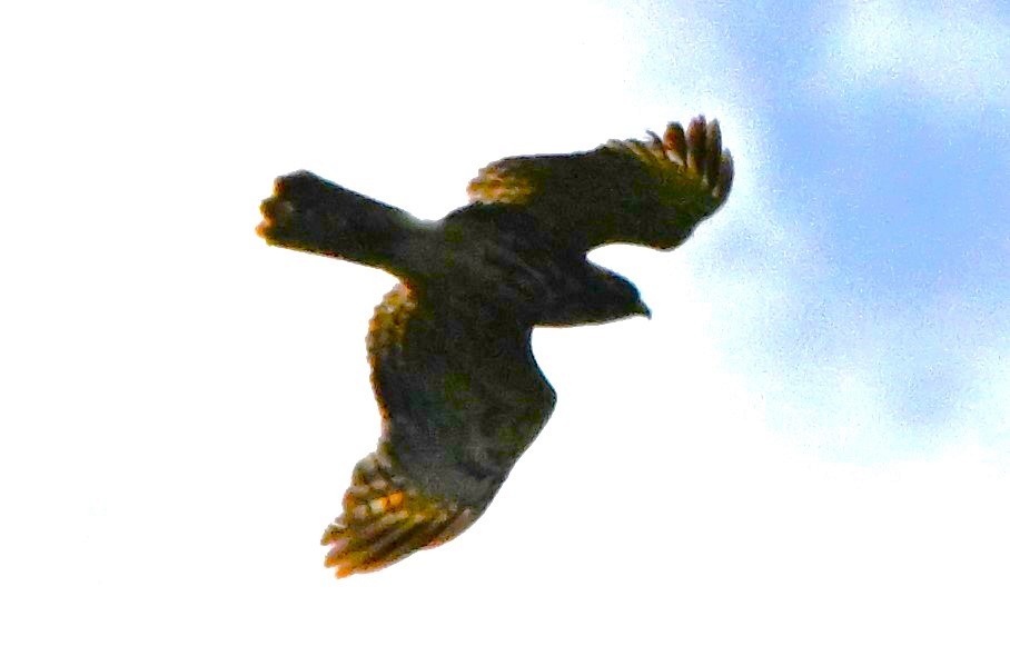 Red-tailed Hawk - DAVID VIERLING