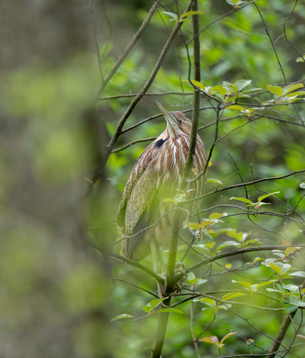 American Bittern - Marilyn White