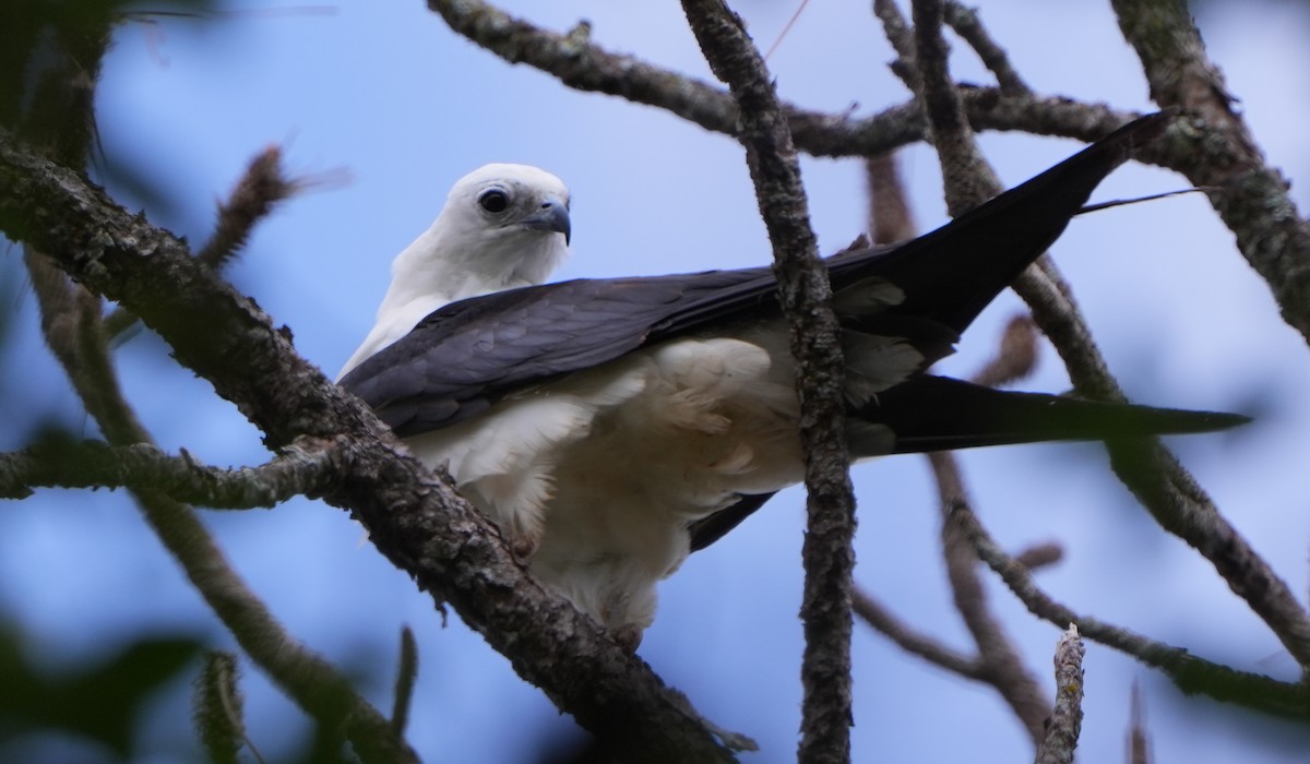 Swallow-tailed Kite - Dave Bowman