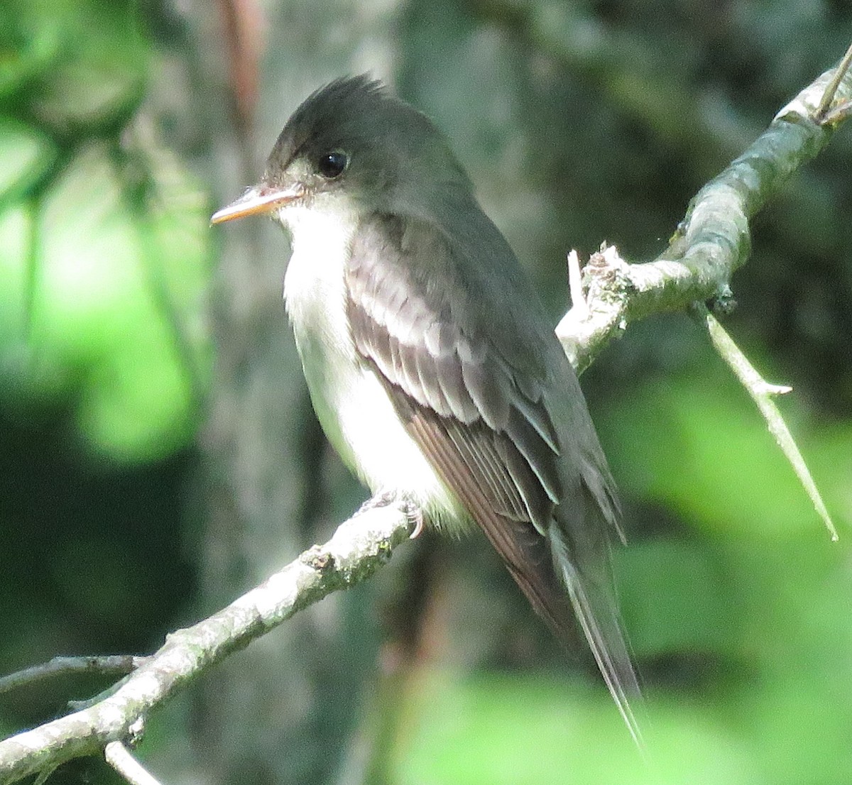 Eastern Wood-Pewee - Todd Ballinger