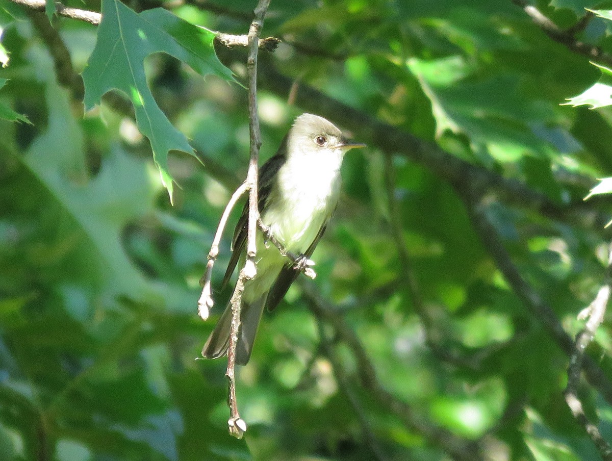 Eastern Wood-Pewee - Todd Ballinger