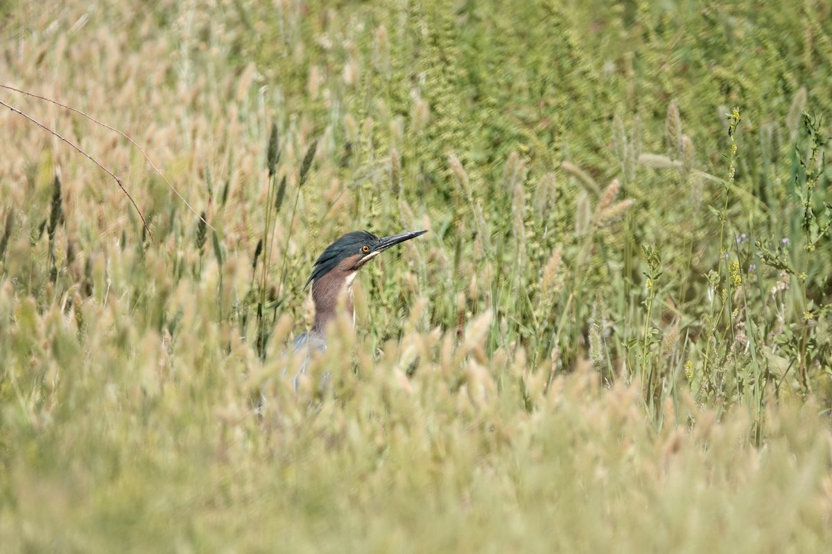 Green Heron - Diana Spangler