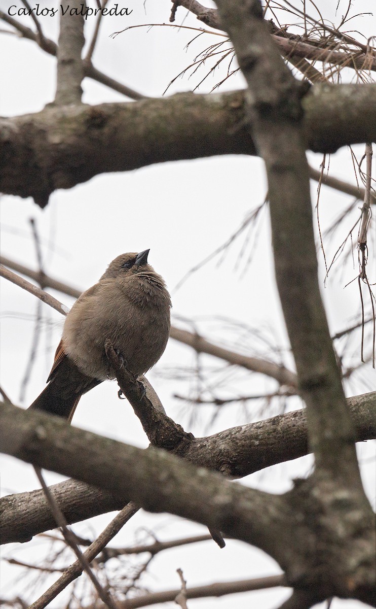 Grayish Baywing - Carlos Valpreda