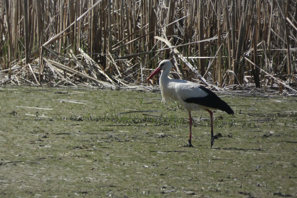 White Stork - Zdeněk Selinger