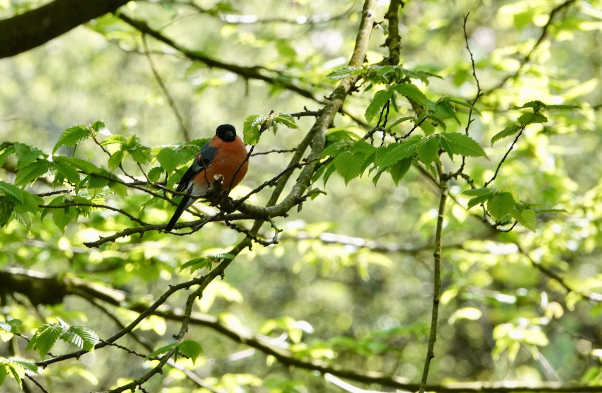 Eurasian Bullfinch - Nancy Henke