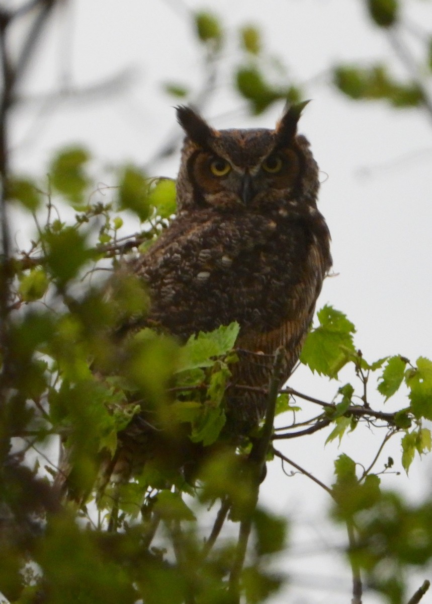 Great Horned Owl - Shirley Andrews