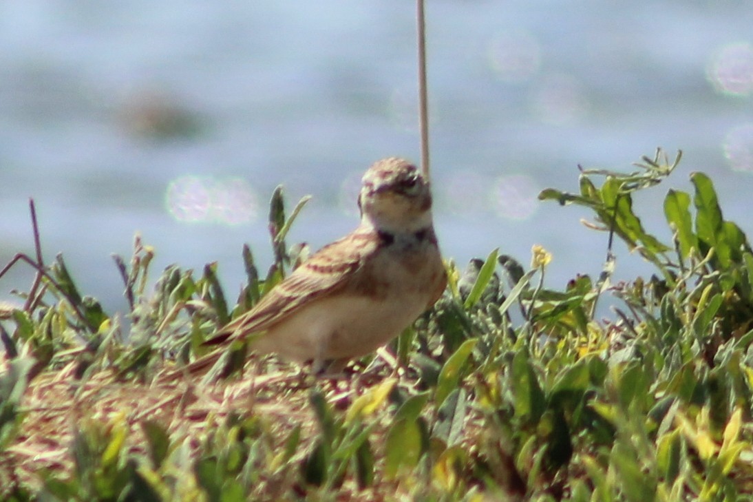 Greater Short-toed Lark - Miguel Appleton