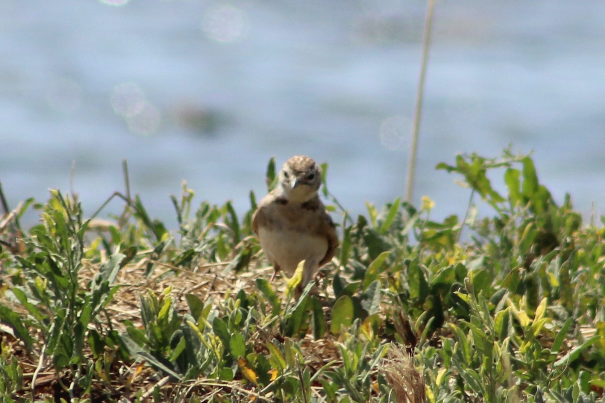 Greater Short-toed Lark - Miguel Appleton