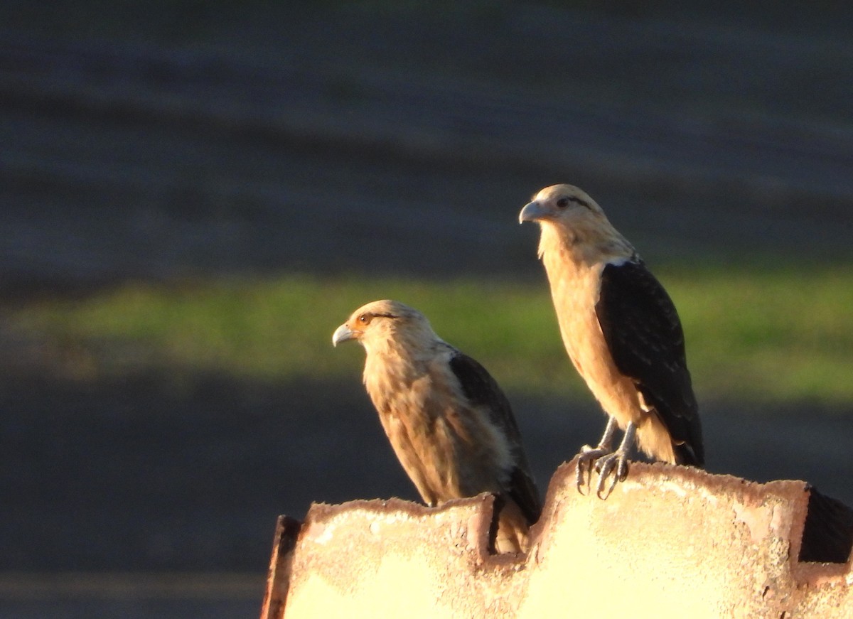 Yellow-headed Caracara - Kent Davis