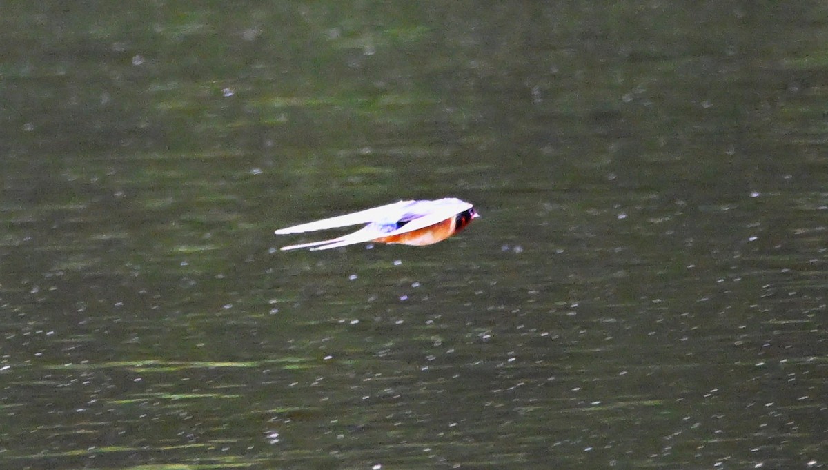 Barn Swallow - DAVID VIERLING