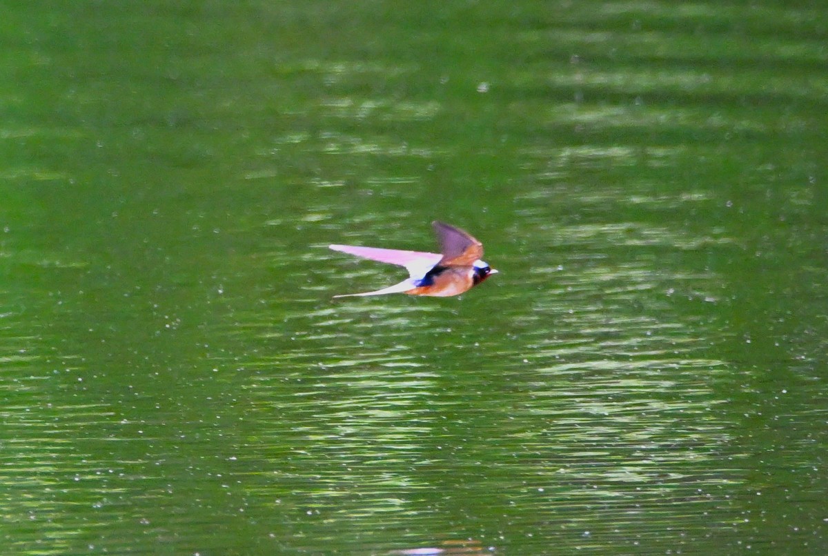 Barn Swallow - DAVID VIERLING