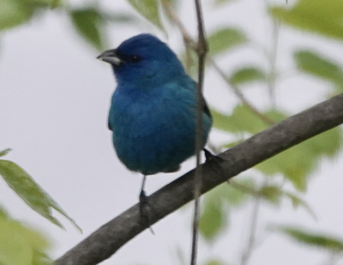 Indigo Bunting - Bart Williams