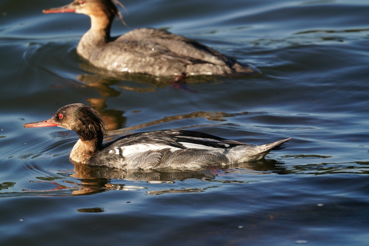 Red-breasted Merganser - ML618833315