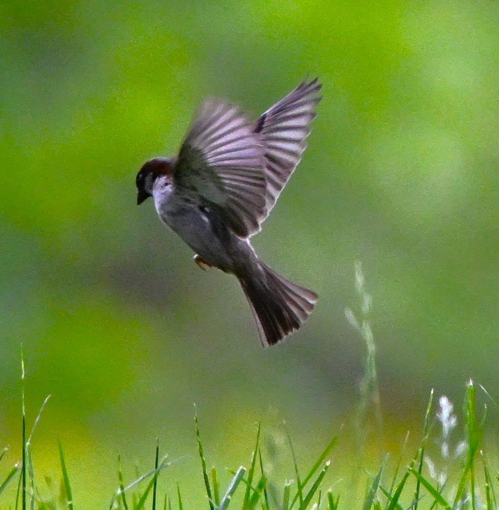 House Sparrow - DAVID VIERLING