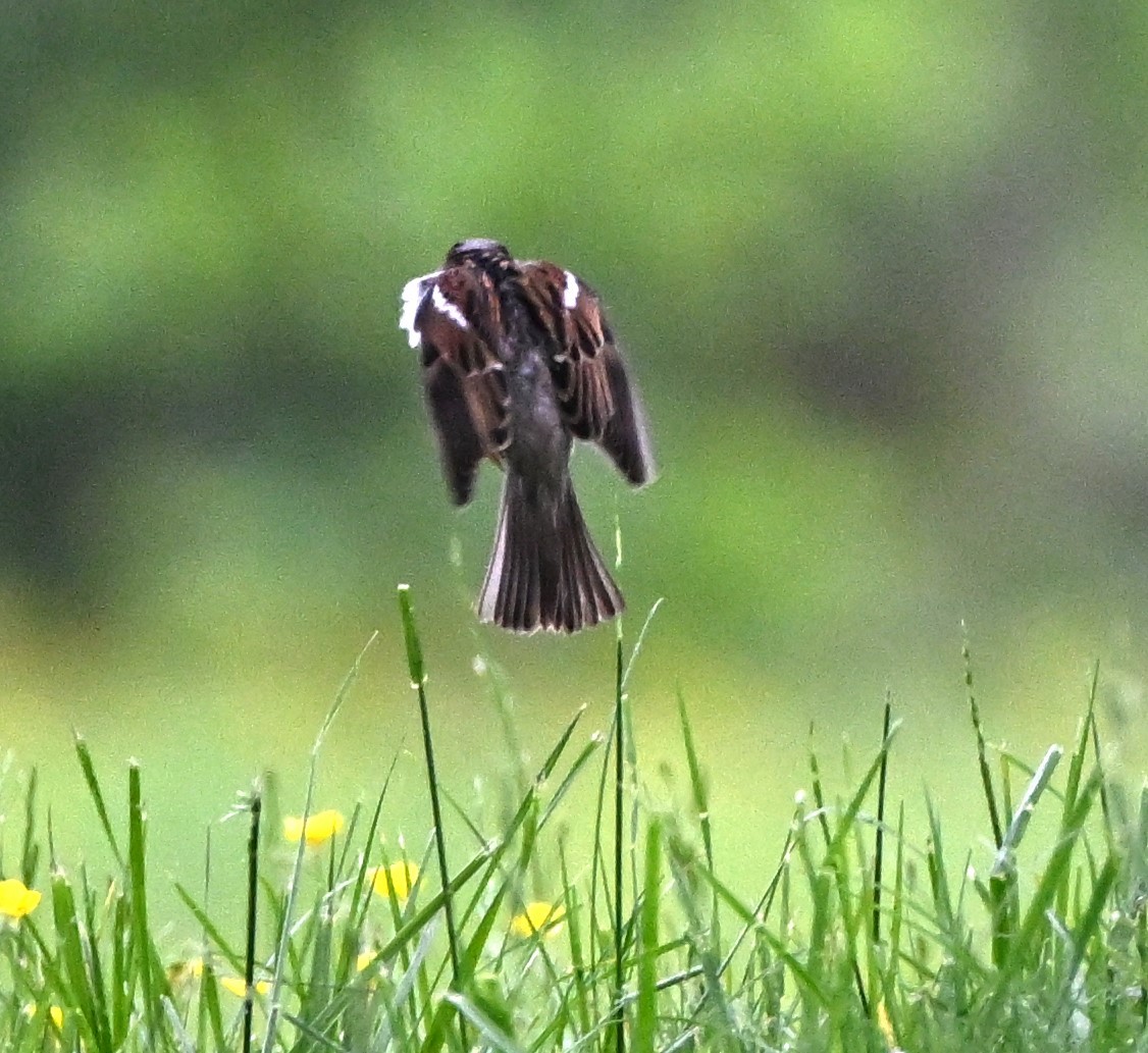 House Sparrow - DAVID VIERLING