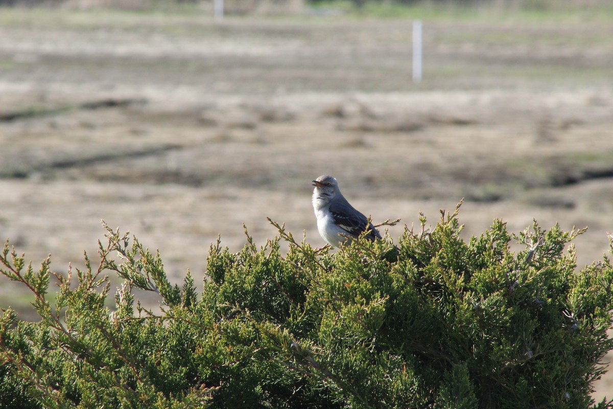 Northern Mockingbird - Aidan Felch