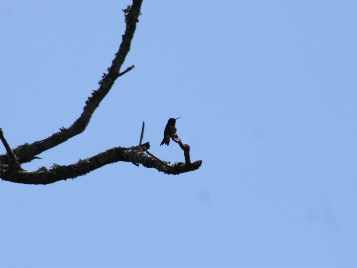 Ruby-throated Hummingbird - Mary Randolph-Frye