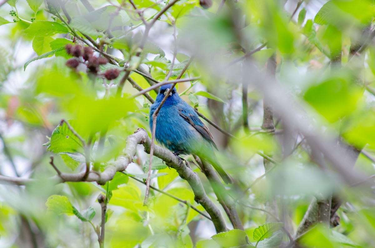 Indigo Bunting - Alison Robey