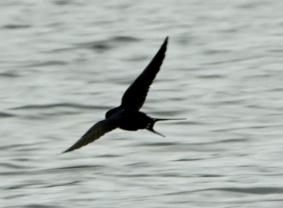 Barn Swallow - Bart Williams