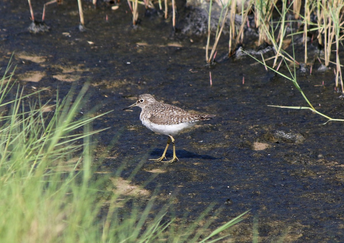 Solitary Sandpiper - Richard Yuill