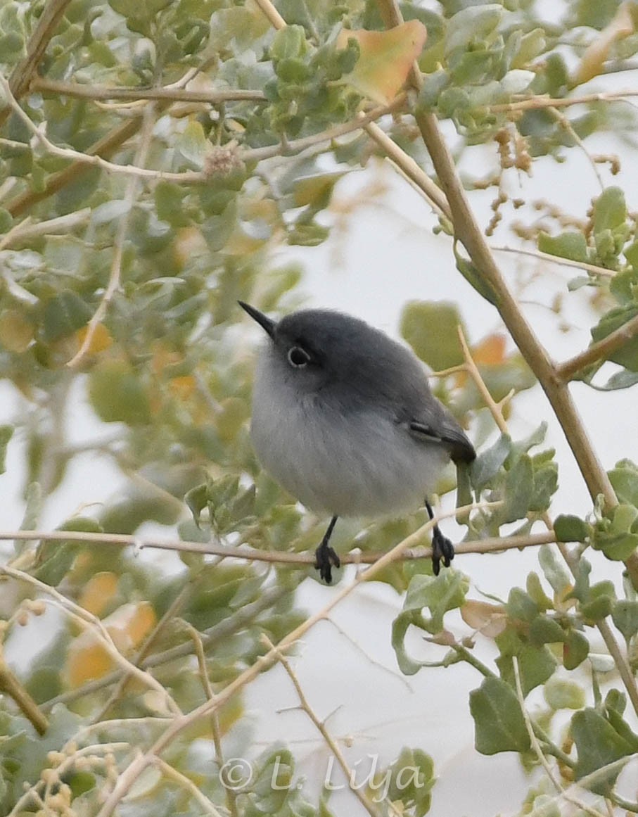 Black-tailed Gnatcatcher - ML618833431