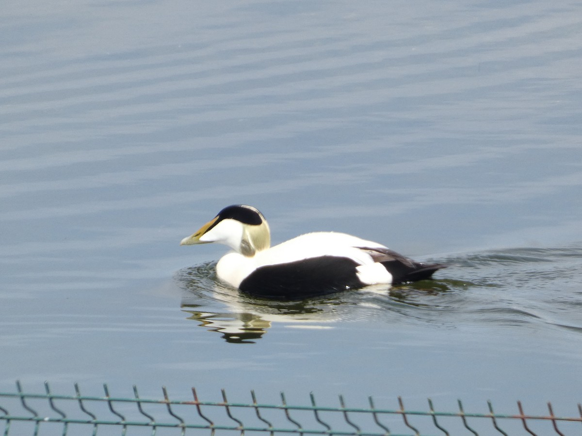 Common Eider - Mike Tuer