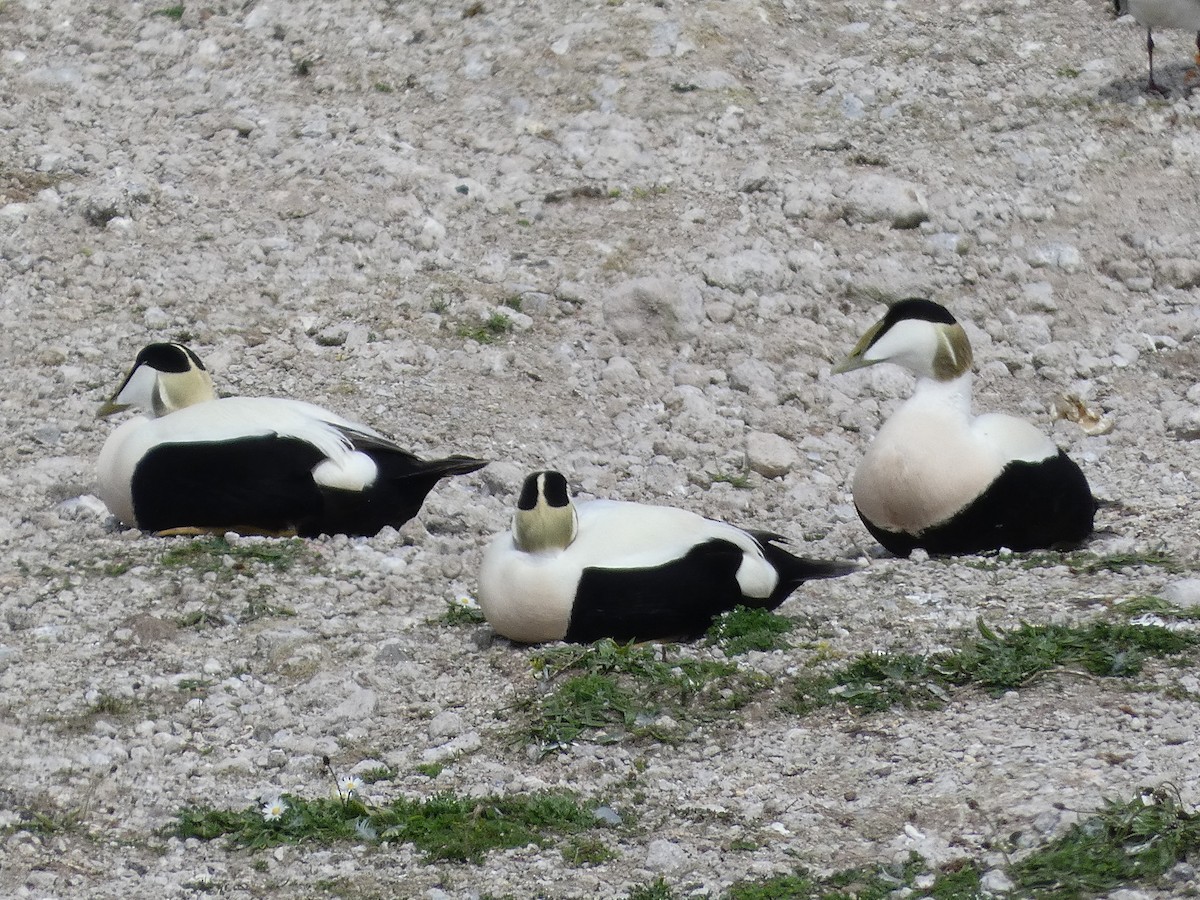 Common Eider - Mike Tuer