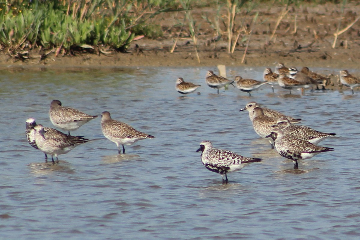 Black-bellied Plover - Miguel Appleton